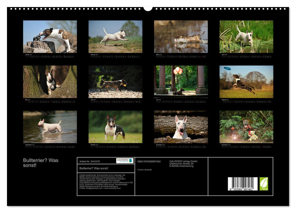 Bullterrier? Was sonst! (CALVENDO Premium Wandkalender 2027)