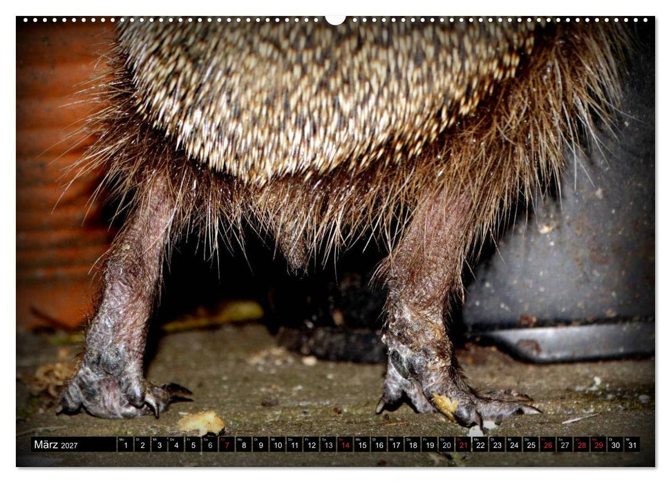 Meine Igel (CALVENDO Wandkalender 2027)