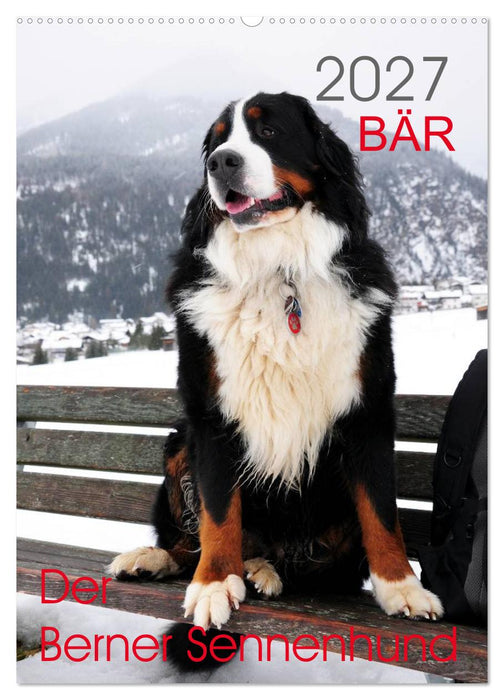 BÄR - Der Berner Sennenhund (CALVENDO Wandkalender 2027)