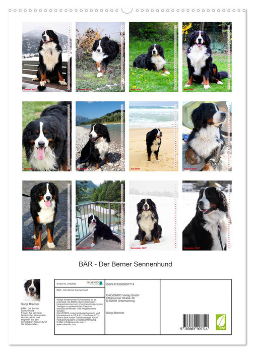 BÄR - Der Berner Sennenhund (CALVENDO Wandkalender 2027)