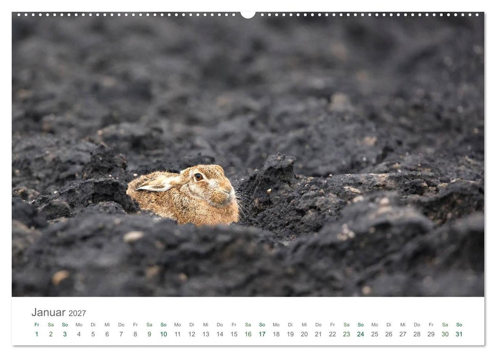 Feldhasen - dem Langohr auf der Spur (CALVENDO Premium Wandkalender 2027)