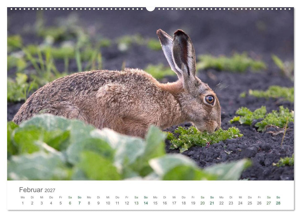 Feldhasen - dem Langohr auf der Spur (CALVENDO Premium Wandkalender 2027)