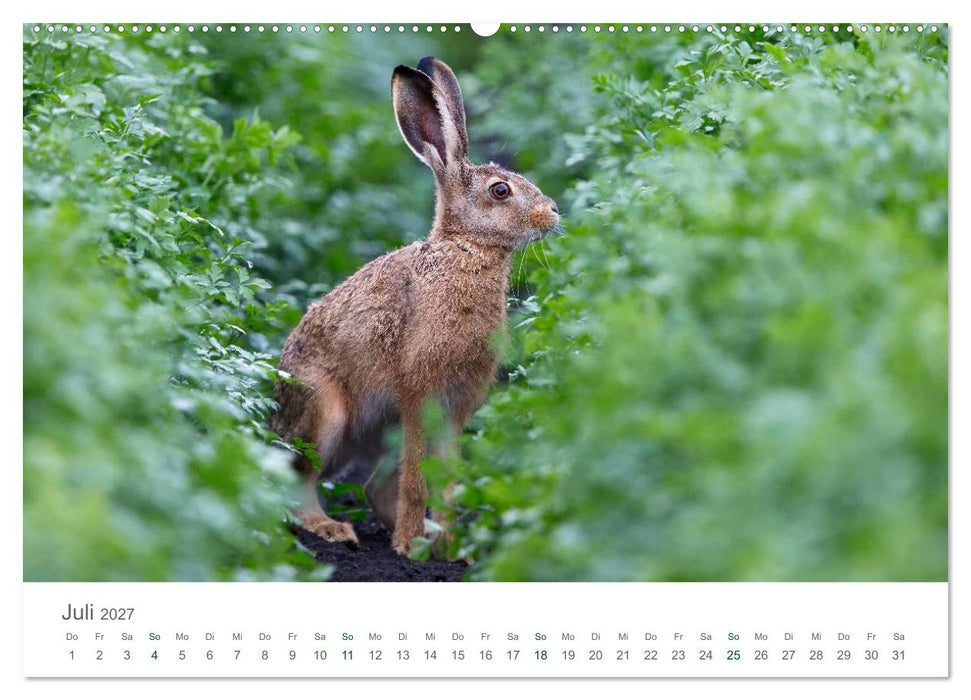 Feldhasen - dem Langohr auf der Spur (CALVENDO Premium Wandkalender 2027)