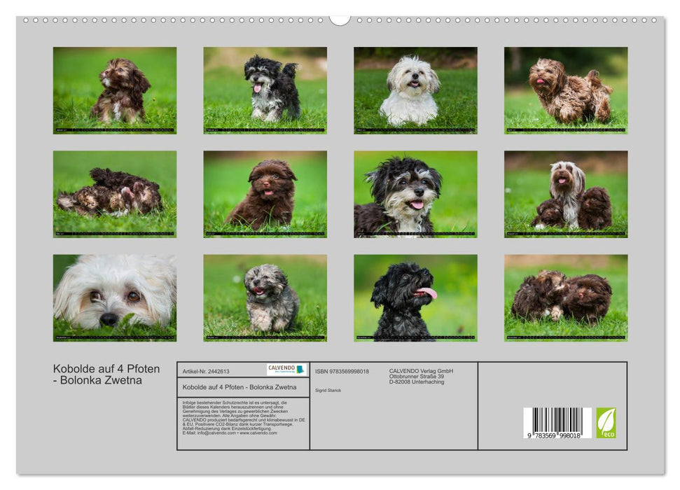 Kobolde auf 4 Pfoten - Bolonka Zwetna (CALVENDO Premium Wandkalender 2027)