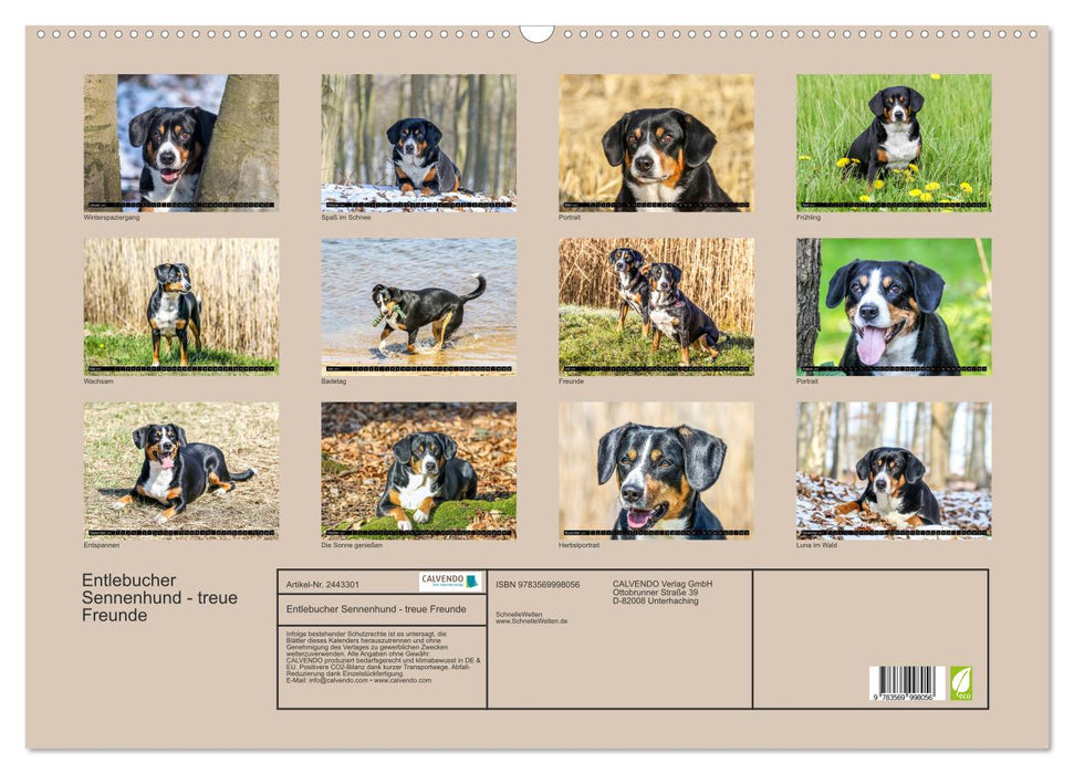 Entlebucher Sennenhund - treue Freunde (CALVENDO Wandkalender 2027)
