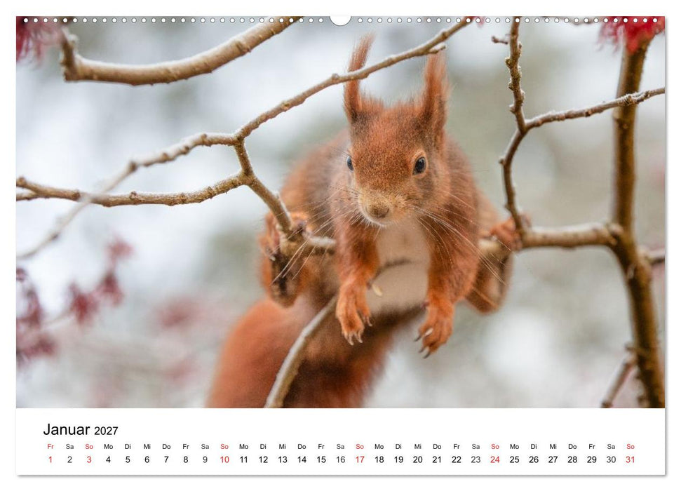 Eichhörnchen - Kleine Kobolde im Roten Pelz (CALVENDO Premium Wandkalender 2027)