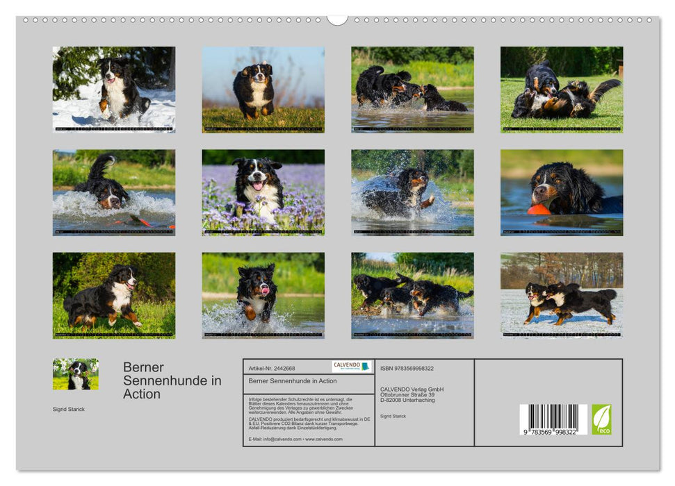 Berner Sennenhunde in Action (CALVENDO Premium Wandkalender 2027)