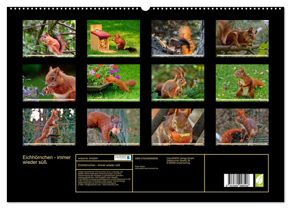 Eichhörnchen - immer wieder süß (CALVENDO Premium Wandkalender 2027)
