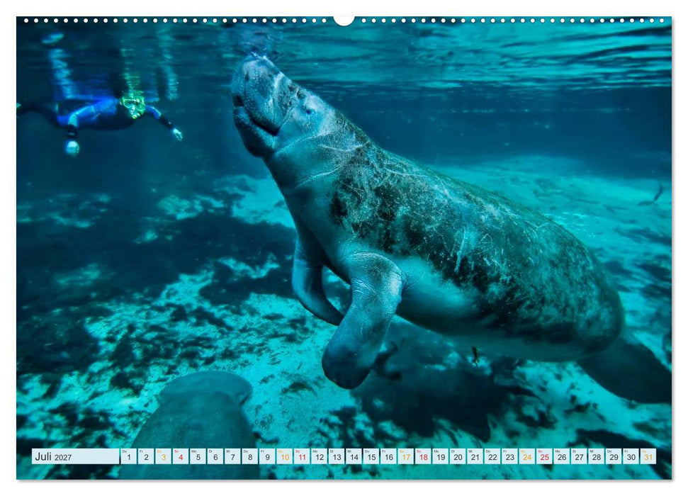 Tauchen - Abenteuer unter Wasser (CALVENDO Premium Wandkalender 2027)