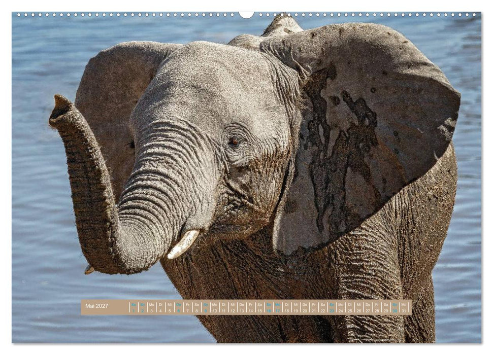 Afrikas Tierwelt - Wilde Elefanten (CALVENDO Premium Wandkalender 2027)