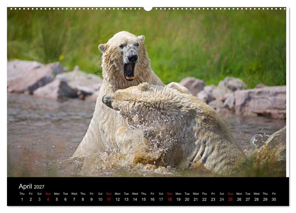 POLAR BEARS - ARCTIC LEGENDS (CALVENDO Premium-Calendar 2027)