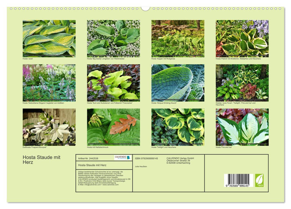 Hosta Staude mit Herz (CALVENDO Premium Wandkalender 2027)