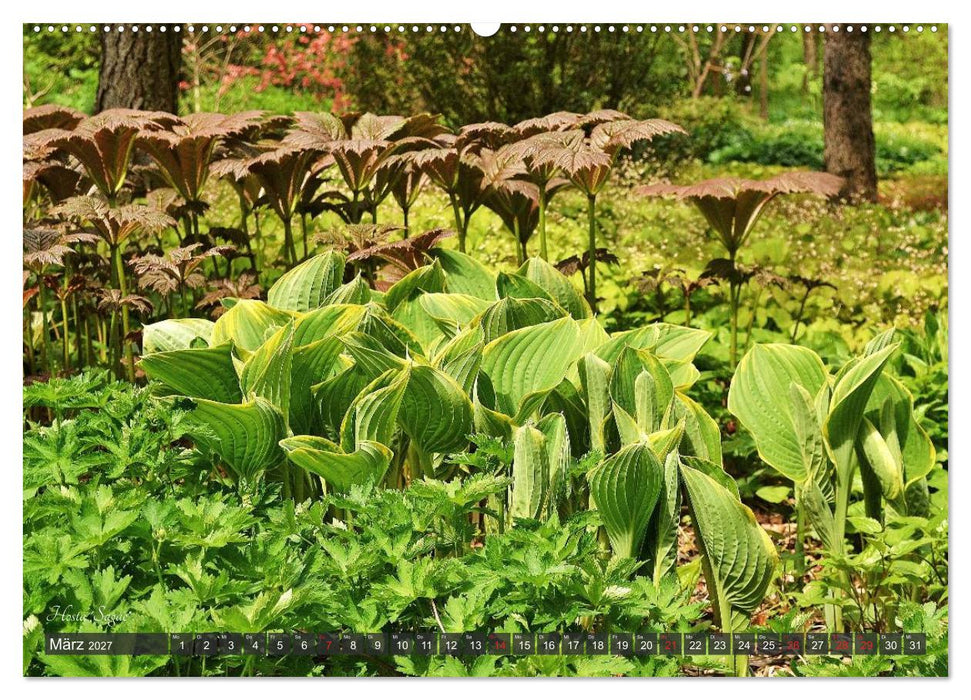 Hosta Staude mit Herz (CALVENDO Premium Wandkalender 2027)