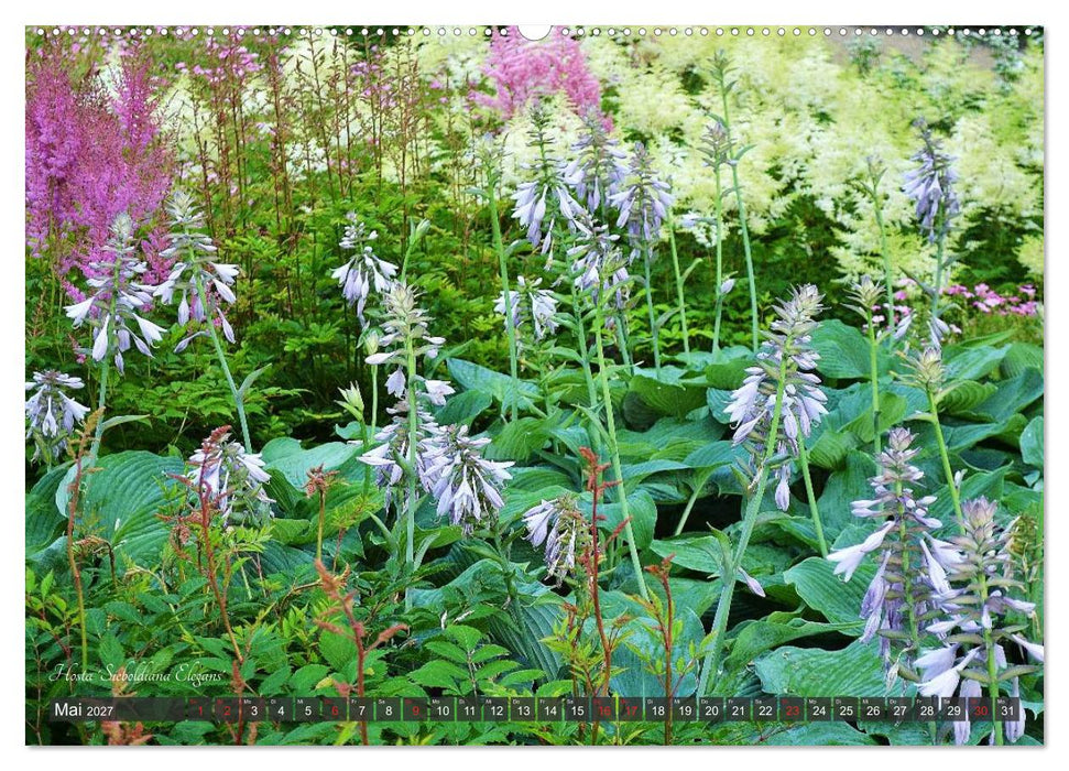 Hosta Staude mit Herz (CALVENDO Premium Wandkalender 2027)