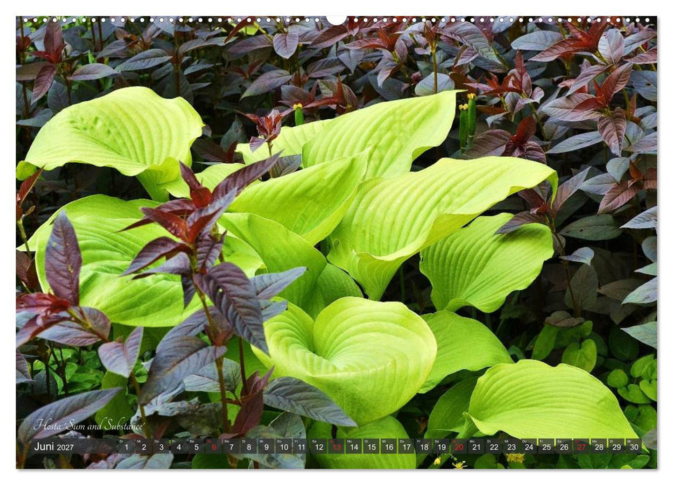 Hosta Staude mit Herz (CALVENDO Premium Wandkalender 2027)