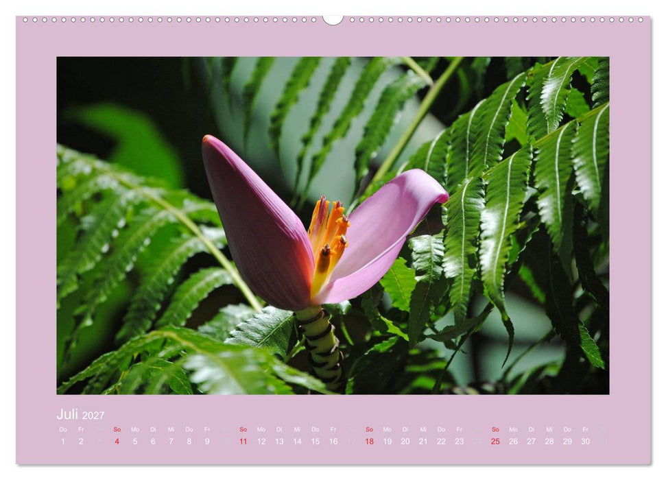 Aloha Blütenzauber aus Hawaii (CALVENDO Premium Wandkalender 2027)