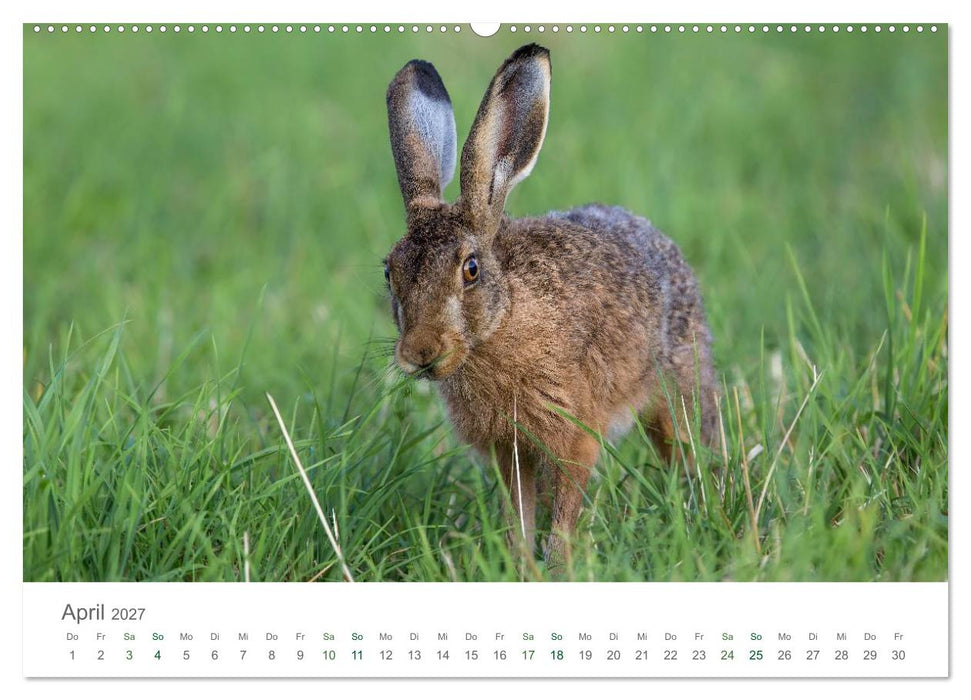 Feldhasen - dem Langohr auf der Spur (CALVENDO Wandkalender 2027)