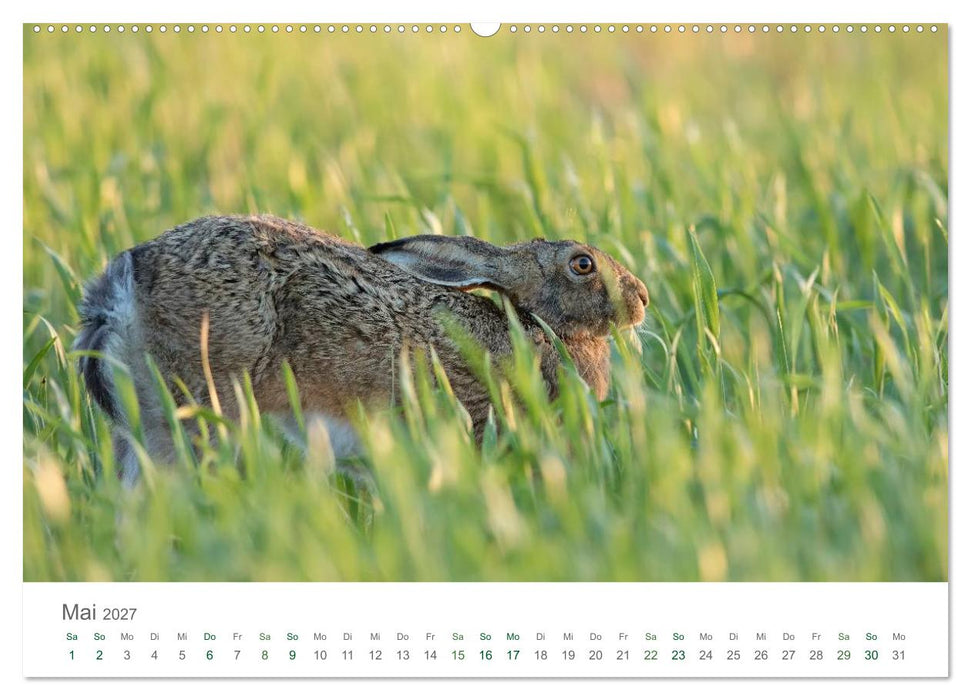 Feldhasen - dem Langohr auf der Spur (CALVENDO Wandkalender 2027)