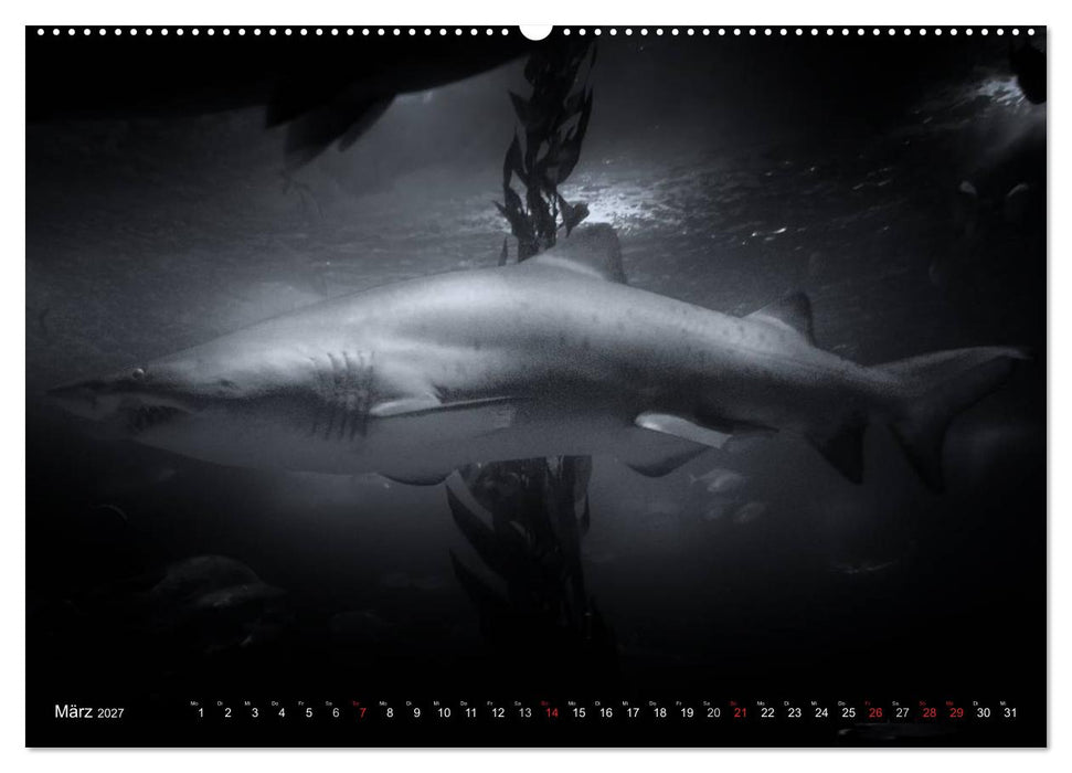 Meerestiere Bilder in Schwarz Weiss (CALVENDO Premium Wandkalender 2027)