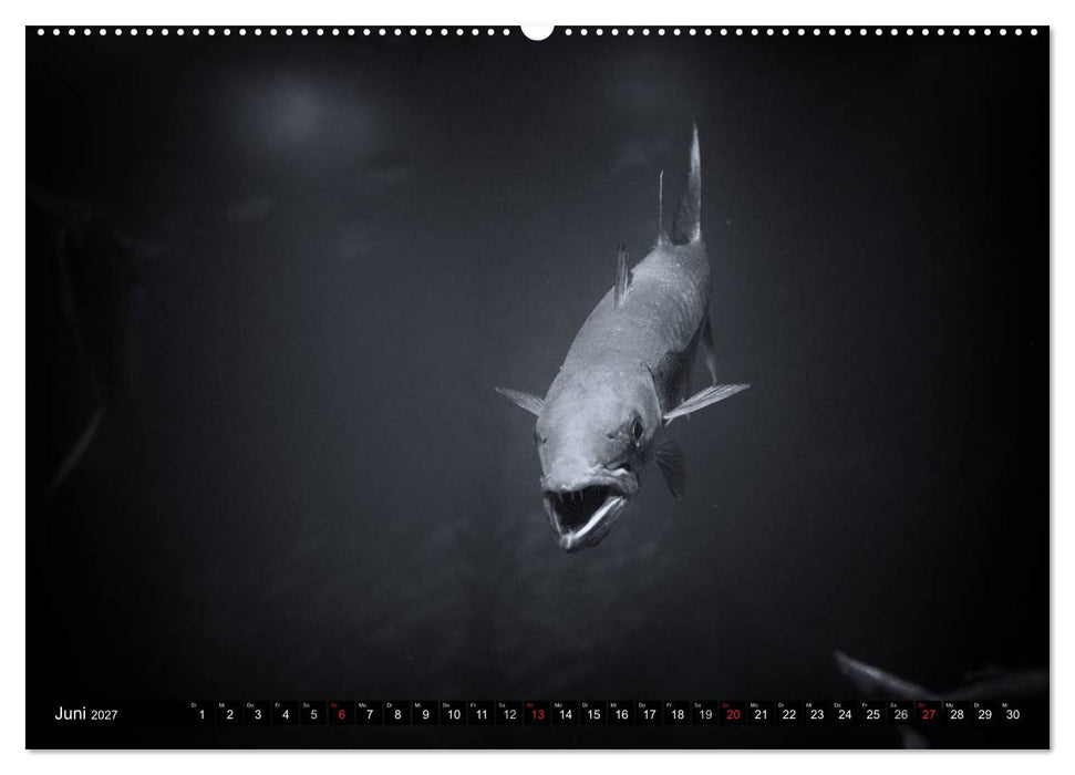 Meerestiere Bilder in Schwarz Weiss (CALVENDO Premium Wandkalender 2027)