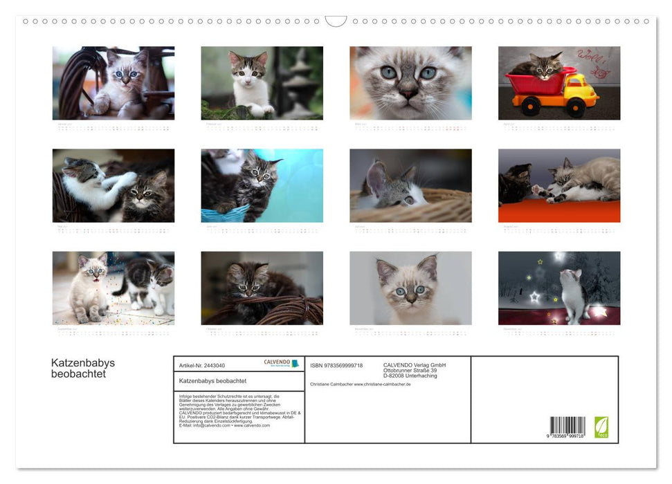 Katzenbabys beobachtet (CALVENDO Wandkalender 2027)