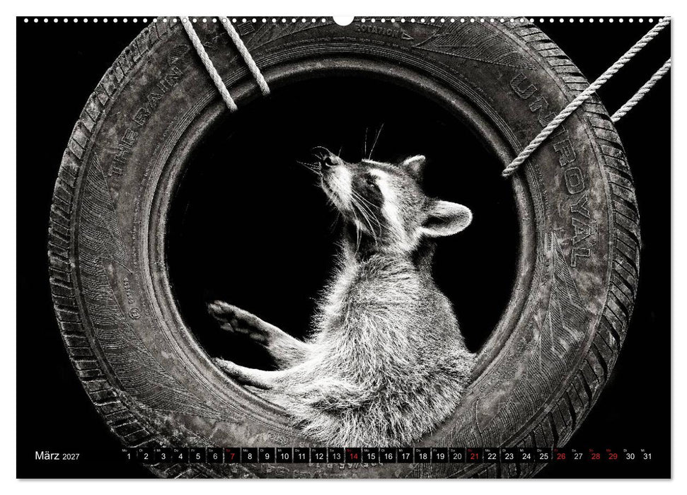 Waschbären - Maskierte Gauner (CALVENDO Premium Wandkalender 2027)