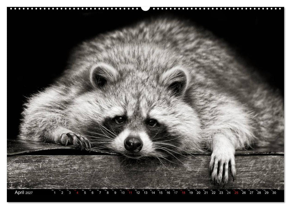 Waschbären - Maskierte Gauner (CALVENDO Premium Wandkalender 2027)