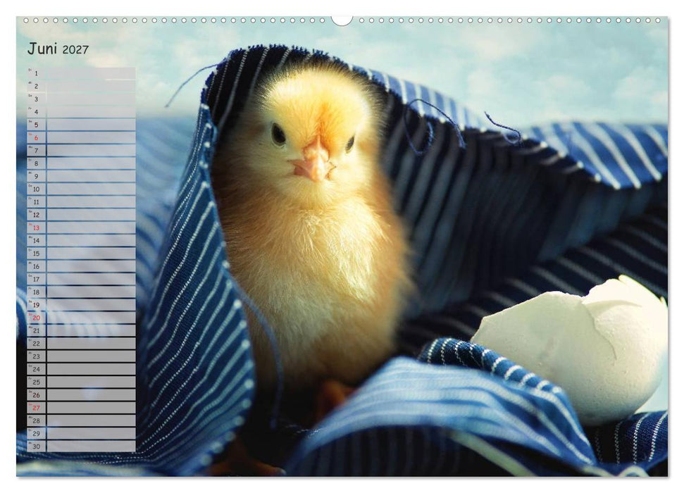 Tierisches aus der Küken-Welt (CALVENDO Wandkalender 2027)