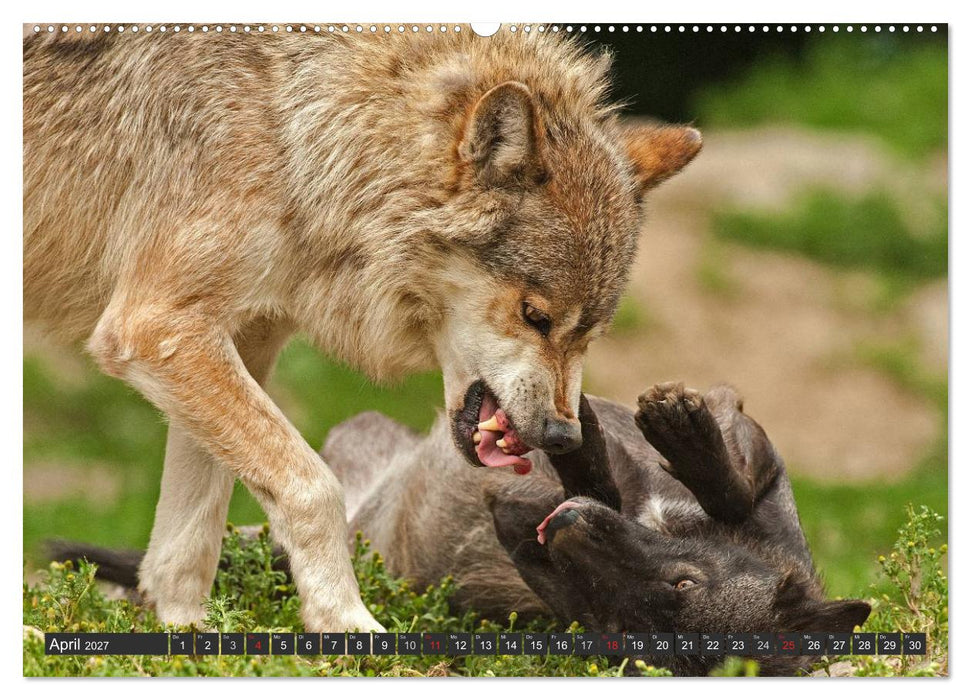 Wölfe. Graue Eminenzen (CALVENDO Wandkalender 2027)