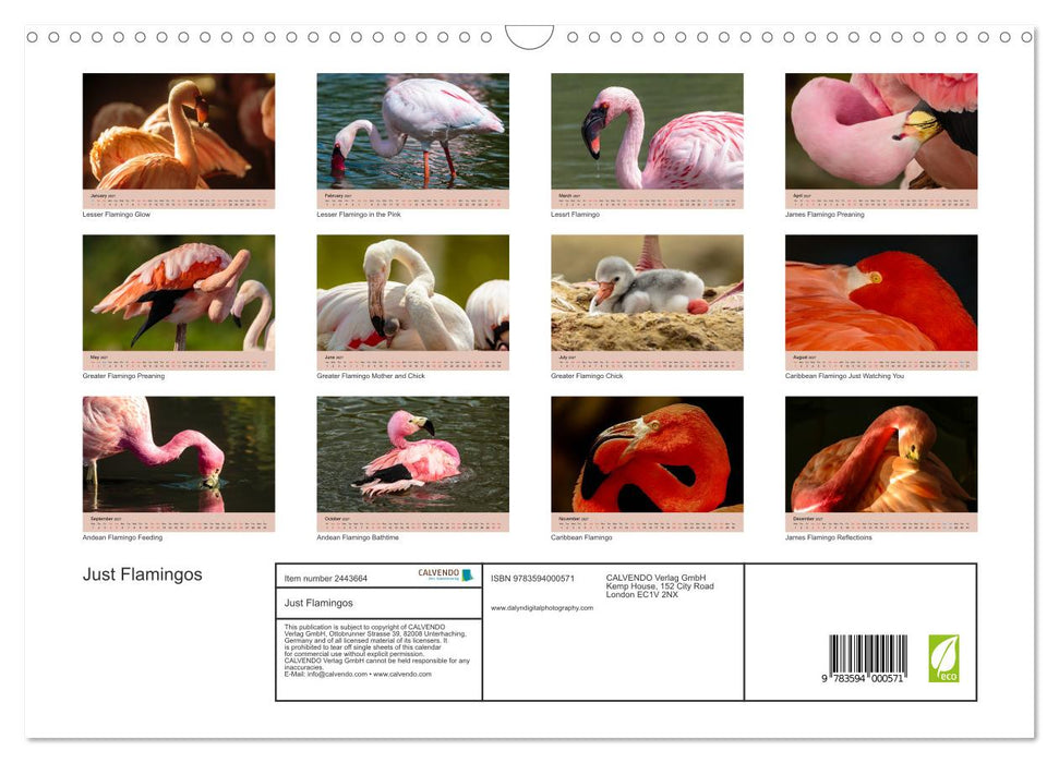 Just Flamingos (CALVENDO Monthly Calendar 2027)