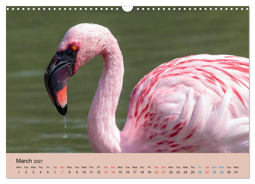 Just Flamingos (CALVENDO Monthly Calendar 2027)