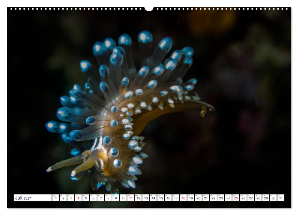 unterwasser makro 2027 (CALVENDO Premium Wandkalender 2027)