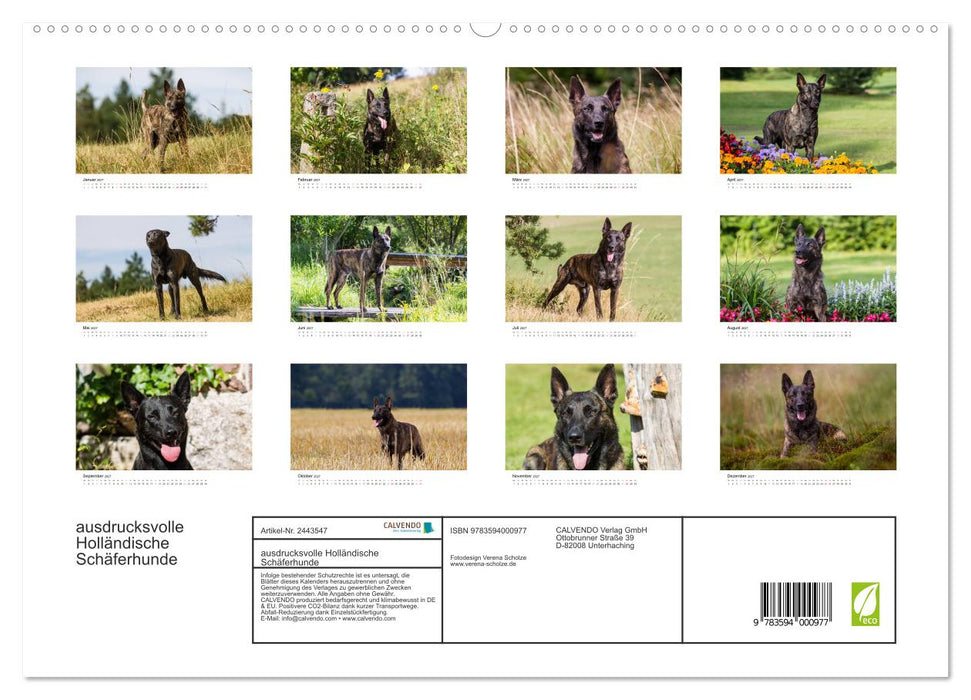 ausdrucksvolle Holländische Schäferhunde (CALVENDO Premium Wandkalender 2027)