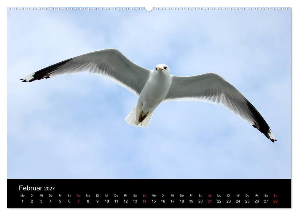 Amrum, Perle der Nordsee (CALVENDO Wandkalender 2027)