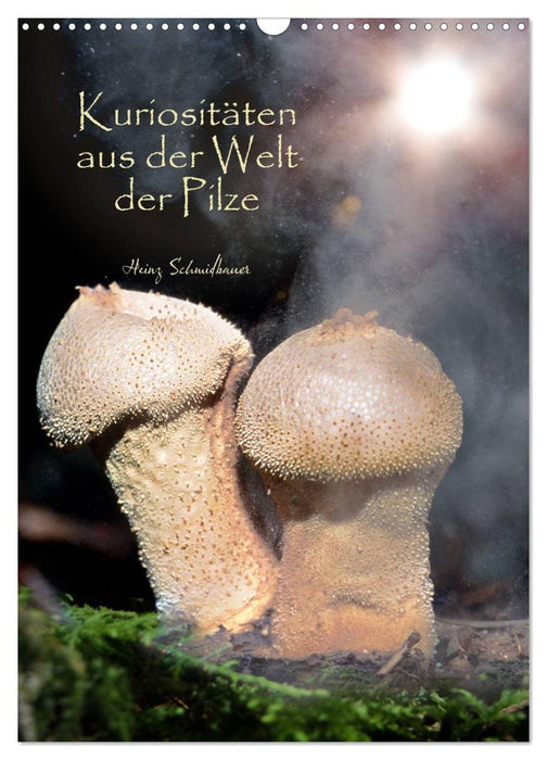 Kuriositäten aus der Welt der Pilze (CALVENDO Wandkalender 2027)