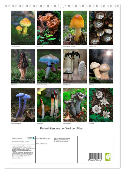 Kuriositäten aus der Welt der Pilze (CALVENDO Wandkalender 2027)