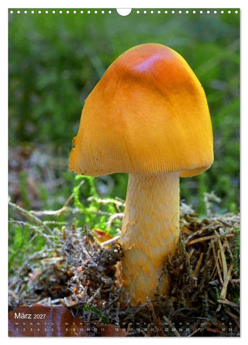 Kuriositäten aus der Welt der Pilze (CALVENDO Wandkalender 2027)