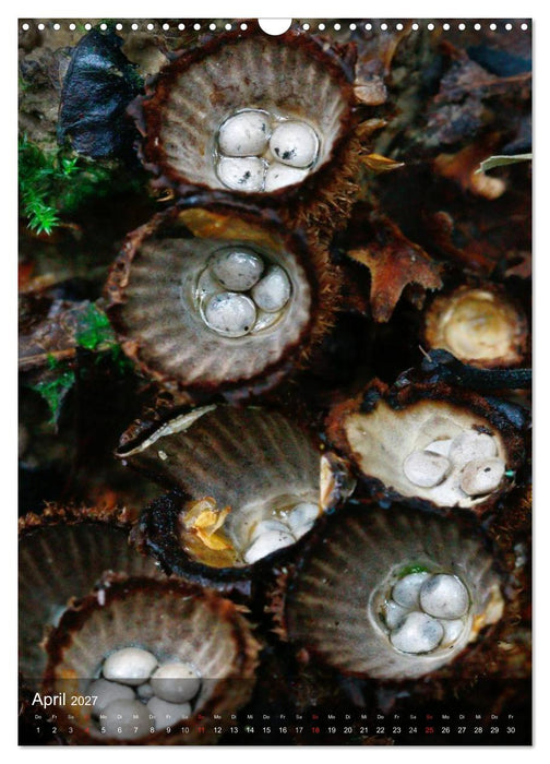 Kuriositäten aus der Welt der Pilze (CALVENDO Wandkalender 2027)