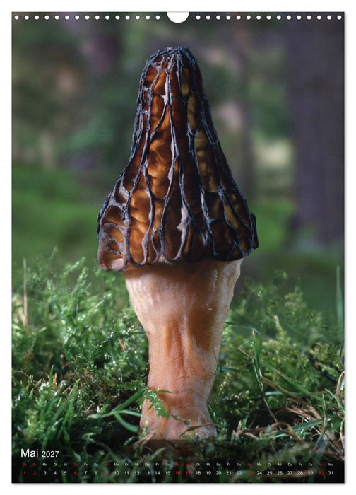 Kuriositäten aus der Welt der Pilze (CALVENDO Wandkalender 2027)