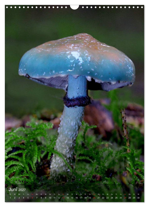Kuriositäten aus der Welt der Pilze (CALVENDO Wandkalender 2027)