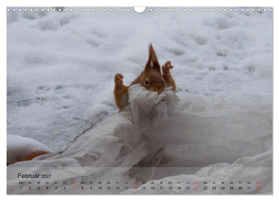 Spaß mit Eichhörnchen! (CALVENDO Wandkalender 2027)