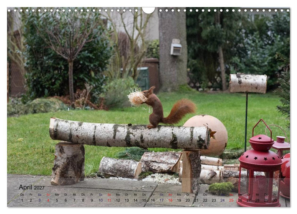 Spaß mit Eichhörnchen! (CALVENDO Wandkalender 2027)