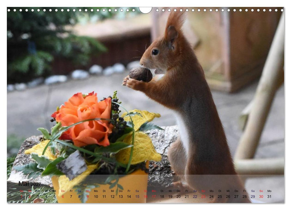 Spaß mit Eichhörnchen! (CALVENDO Wandkalender 2027)