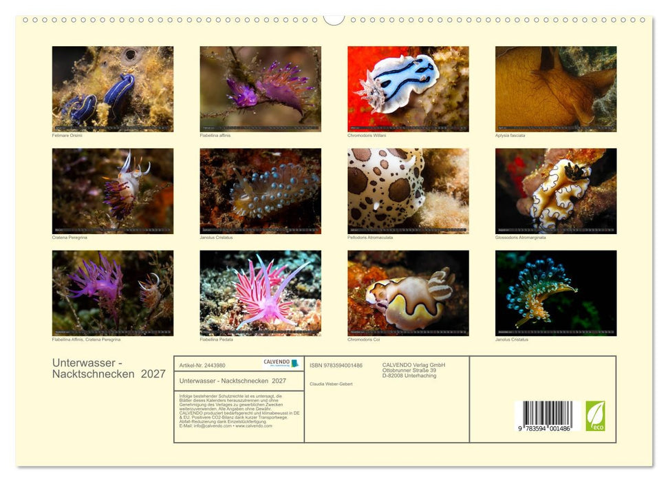 Unterwasser - Nacktschnecken 2027 (CALVENDO Premium Wandkalender 2027)