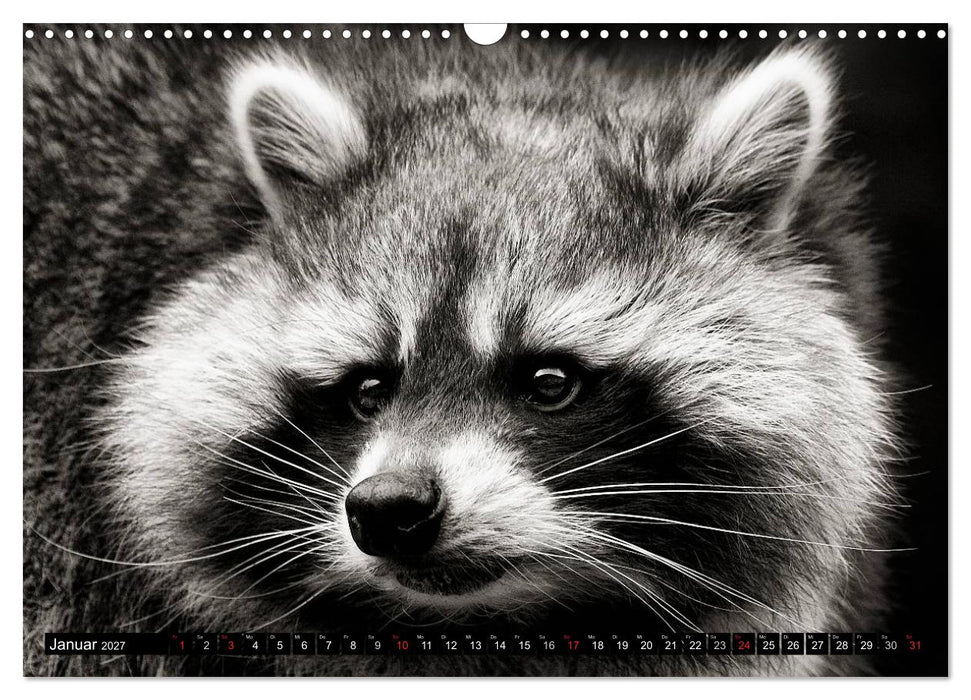 Waschbären - Maskierte Gauner (CALVENDO Wandkalender 2027)