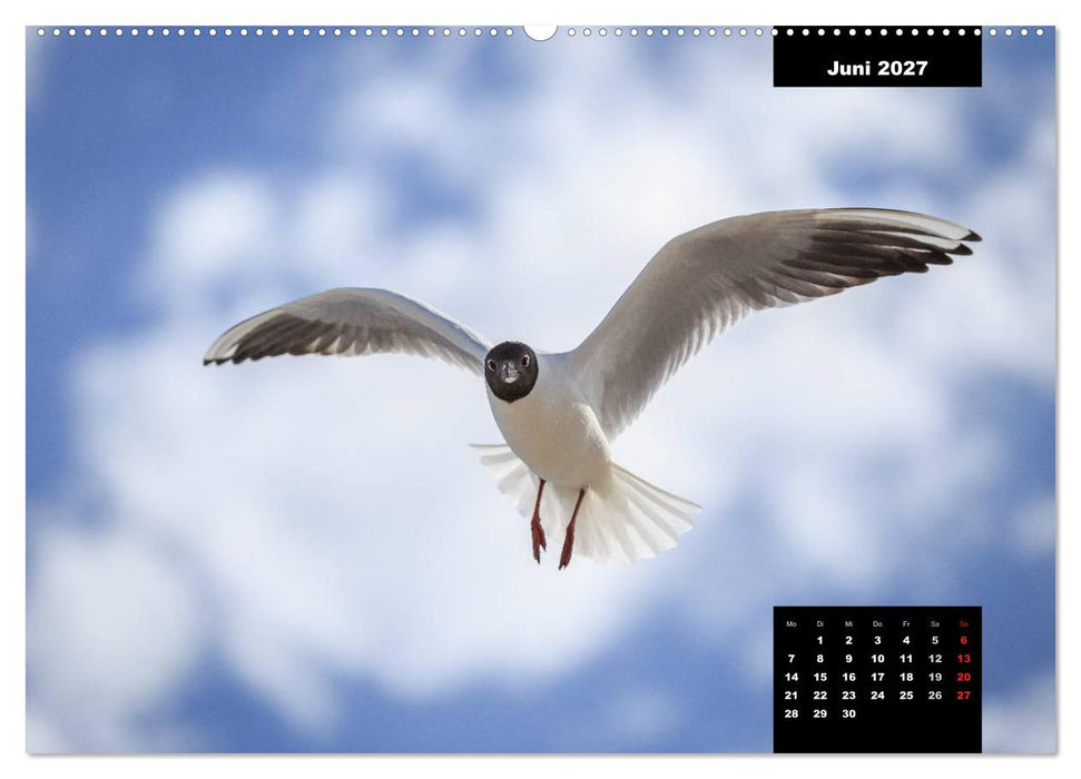 Maritime Seebilder - Von der Ostsee zur Nordsee (CALVENDO Premium Wandkalender 2027)
