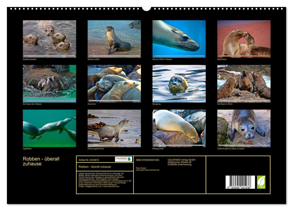 Robben - überall zuhause (CALVENDO Premium Wandkalender 2027)
