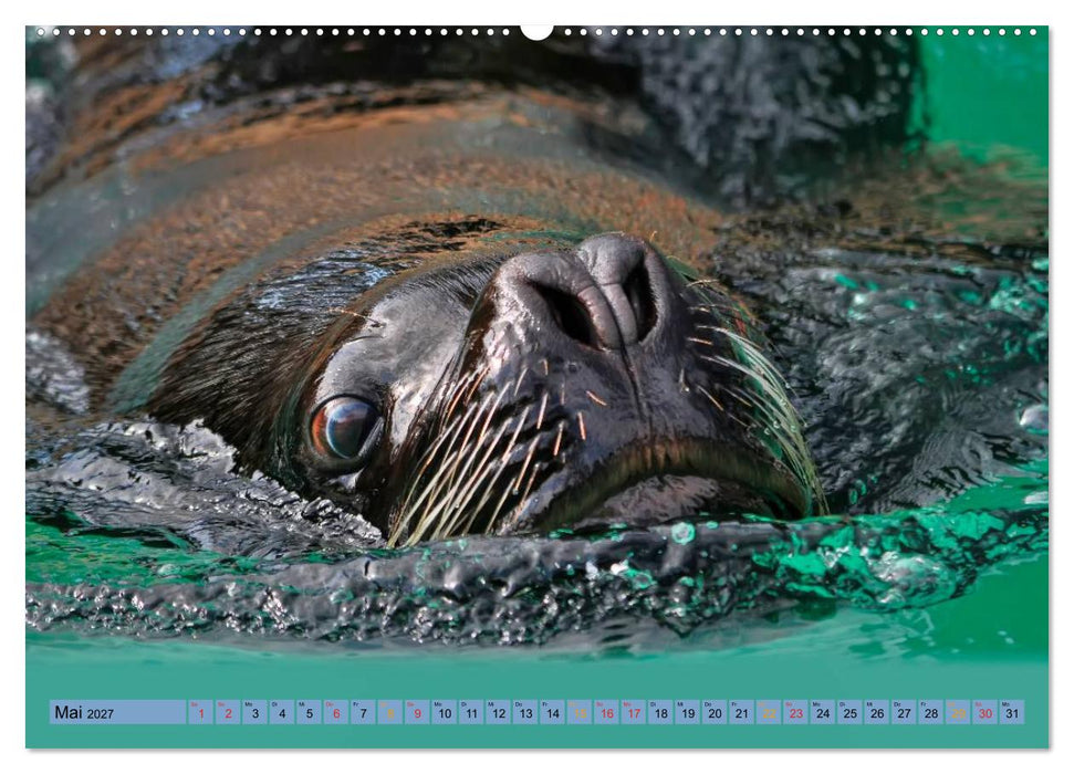 Robben - überall zuhause (CALVENDO Premium Wandkalender 2027)