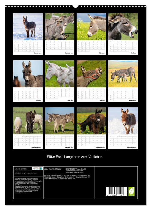 Süße Esel. Langohren zum Verlieben (CALVENDO Premium Wandkalender 2027)