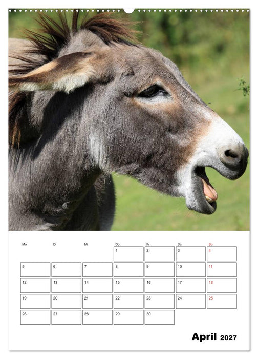 Süße Esel. Langohren zum Verlieben (CALVENDO Premium Wandkalender 2027)